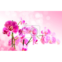 Фотообои - Красивый букет орхидей