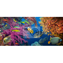 Фотообои с рыбками и кораллами