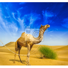 Фотообои - Верблюд в пустыне