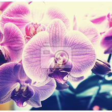 Фотообои - Цветущая орхидея