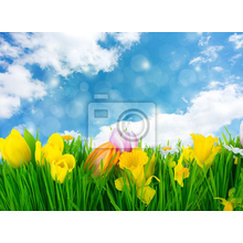 Фотообои - Желтые тюльпаны в траве