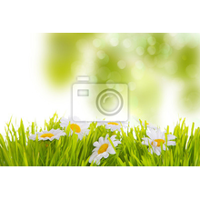 Фотообои - Трава и ромашки