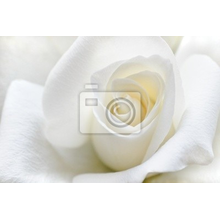 Фотообои - Мягкая белая роза