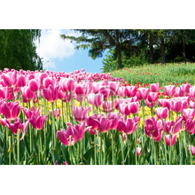 Фотообои - Весенние тюльпаны
