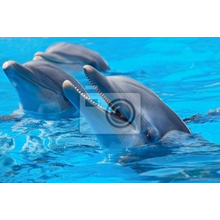 Фотообои - Счастливые дельфины