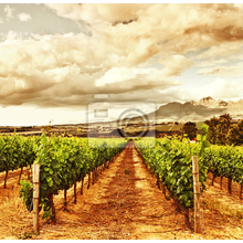 Ретро фотообои с виноградной долиной