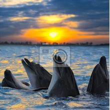 Фотообои - Семья дельфинов на закате