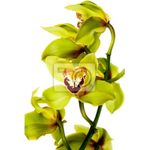 Фотообои - Ветка орхидеи 