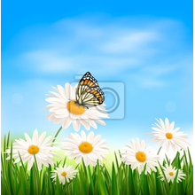 Фотообои - Цветы, зеленая травка и бабочки
