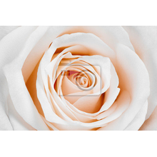 Фотообои - Прекрасная белая роза