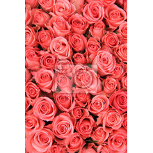Фотообои с красивыми розами
