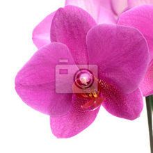 Фотообои - Розовая орхидея на белом фоне
