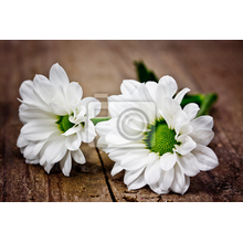 Фотообои - Белые цветы