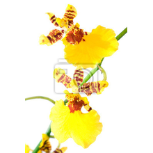 Фотообои - Прекрасные желтые орхидеи