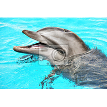 Фотообои с дельфином в бассейне