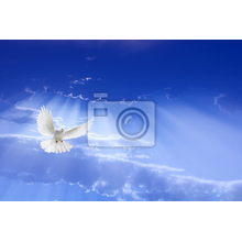 Фотообои - Белый голубь летит в небе