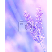 Фотообои с нежным цветком лаванды