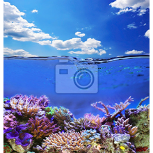 Фотообои - Подводная экзотическая жизнь