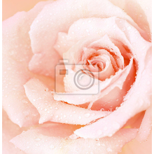 Фотообои - Макро розовая роза
