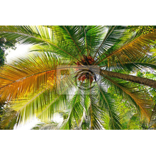 Фотообои для потолка с кокосовой пальмой