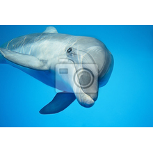 Фотообои - Дельфин под водой