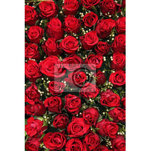 Фотообои с бутонами красных роз