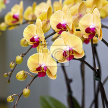 Фотообои - Букет желтых орхидей