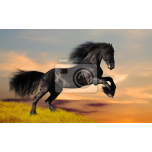 Фотообои - Черная Фризская лошадь на закате