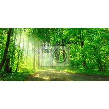 Фотообои - Зеленый лес
