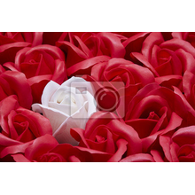 Фотообои - Красные розы с белой розой