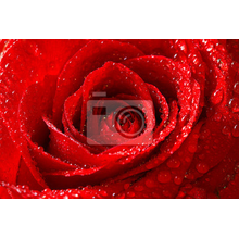 Фотообои - Красная роза с каплями росы