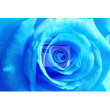 Фотообои - Голубая роза