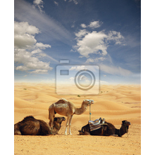 Фотообои - Верблюды в сахаре