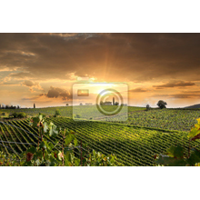 Фотообои - Виноградники в Тоскане