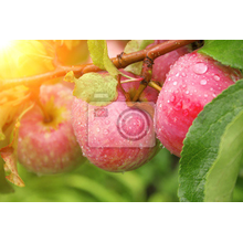 Фотообои - Урожай яблок