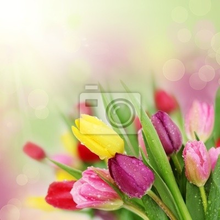 Фотообои - Весенние тюльпаны с каплями росы