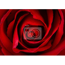 Фотообои - Красивая красная роза крупным планом