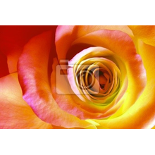 Фотообои - Оранжевая роза