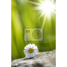 Фотообои - Цветок на камне