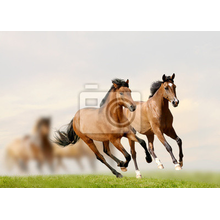 Фотообои с лошадьми