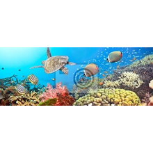 Фотообои на стену с подводной панорамой