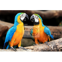 Фотообои - Красивая пара попугаев