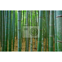 Фотообои на стену с зарослями бамбука
