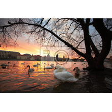 Фотообои - Городской пейзаж с лебедями