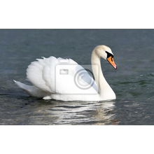 Фотообои для стен - Белый лебедь