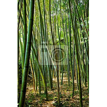 Фотообои на стену с бамбуком