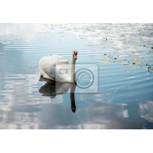 Фотообои с лебедем на озере