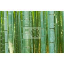 Фотообои с макро бамбуком