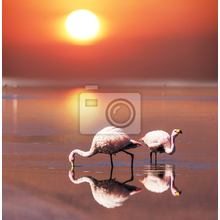 Фотообои - Пара фламинго на закате