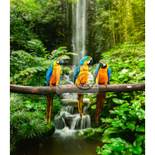 Фотообои - Попугаи в джунглях